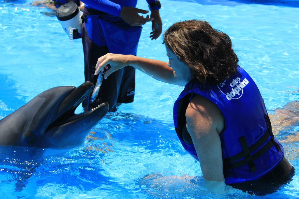 #dolphinswim #cabodolphins #cabosanlucas #cabo #mexico