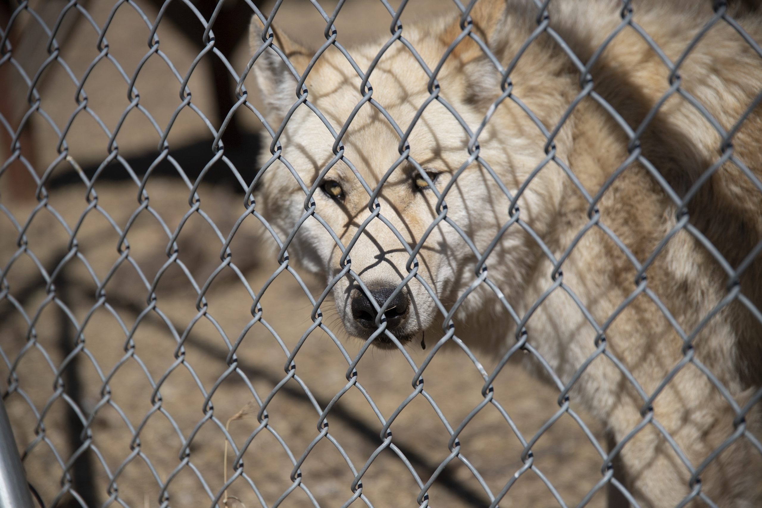 #wolf #wolfpicture #wolves #thetea #weeklyseries