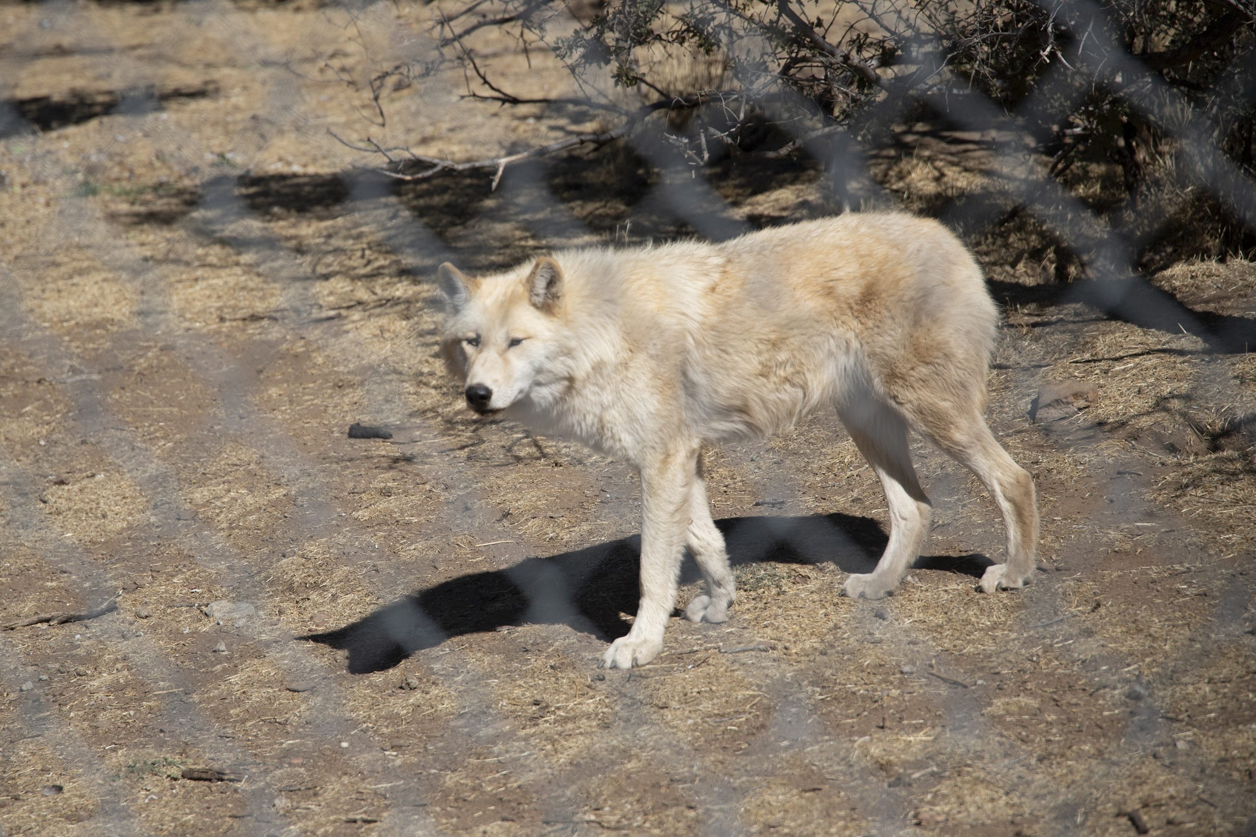 #wolf #wolfpicture #wolves #thetea #weeklyseries