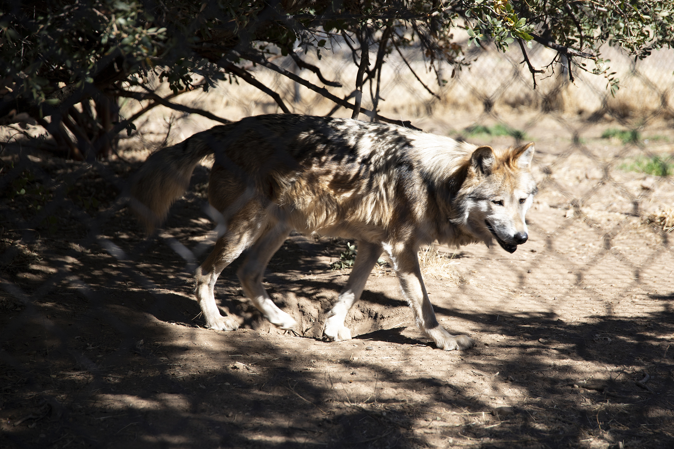 #wolf #wolfpicture #wolves #thetea #weeklyseries