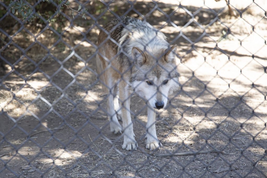 #wolf #wolfpicture #wolves #thetea #weeklyseries